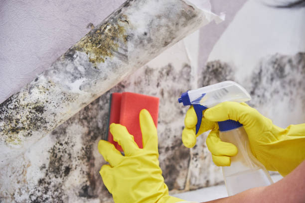 Best Mold Remediation for Healthcare Facilities  in USA